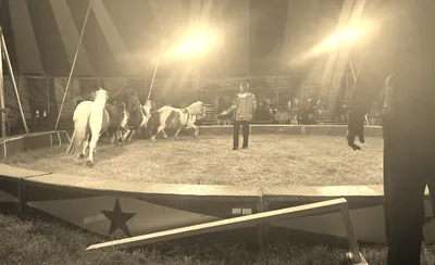 Zerbini Family Circus